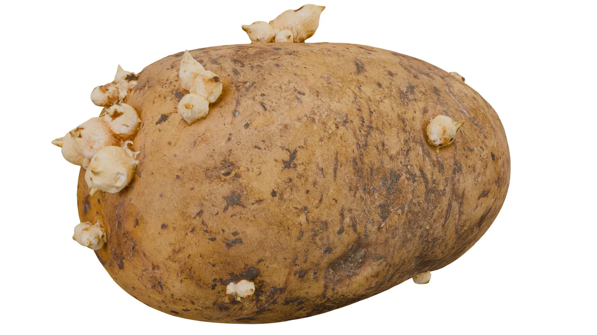 Potato 3D Model .c4d .max .obj .3ds .fbx .stl .blend 