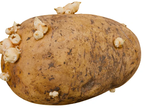 Patates 3D Model