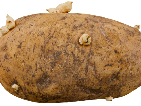 Potato 3D Model