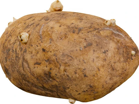 Potato 3D Model