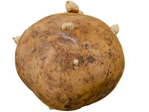 Potato 3D Model