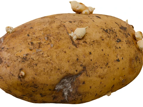 Potato 3D Model
