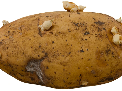 Potato 3D Model