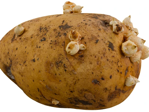 Potato 3D Model