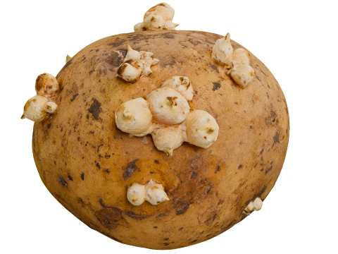 Potato 3D Model