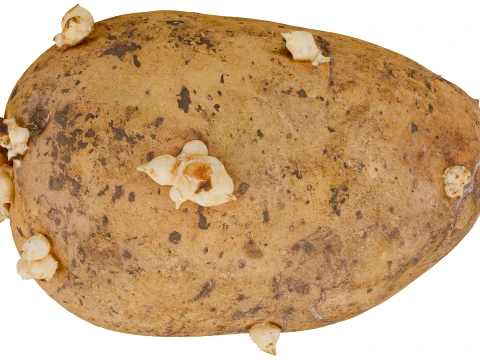 Potato 3D Model