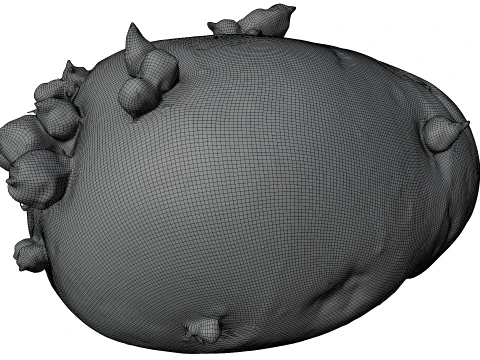 Potato 3D Model