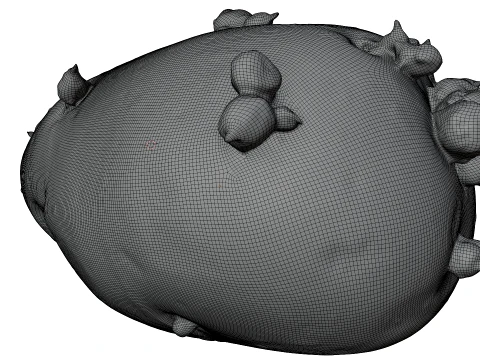Potato 3D Model