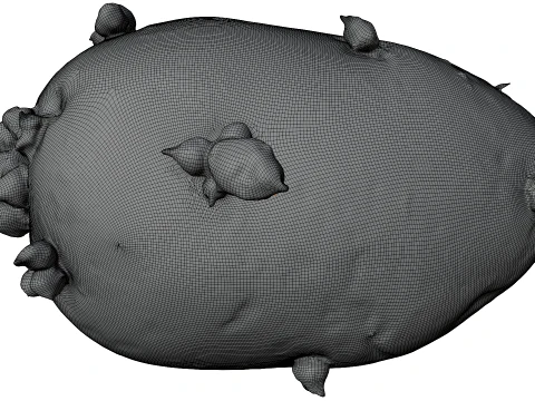 Potato 3D Model