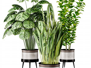 Indoor Plant 1 Modelo 3D