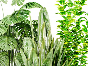 Indoor Plant 1 3D Model