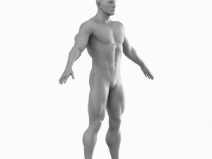 Average Musculistic Man Body Low Poly Basemesh 3Dモデル
