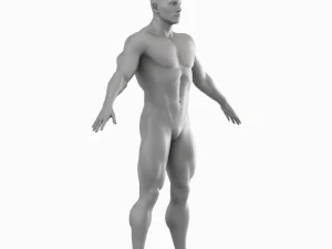 Cuerpo de hombre musculoso promedio Malla base de baja poli Modelo 3D