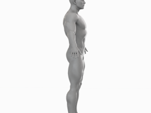 Average Musculistic Man Body Low Poly Basemesh 3Dモデル