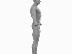 Cuerpo de hombre musculoso promedio Malla base de baja poli Modelo 3D