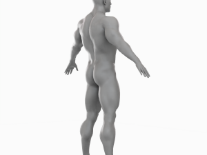 Average Musculistic Man Body Low Poly Basemesh 3Dモデル
