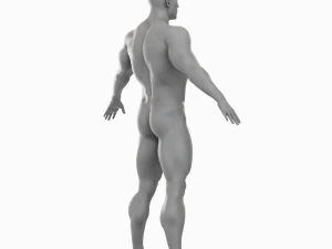 Cuerpo de hombre musculoso promedio Malla base de baja poli Modelo 3D