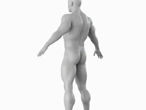 Cuerpo de hombre musculoso promedio Malla base de baja poli Modelo 3D