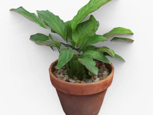 Plant and pot drawn in 3 dimensions 3D Model
