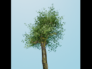 Lowpoly Tree with Transparent PBR Textures Modelo 3D