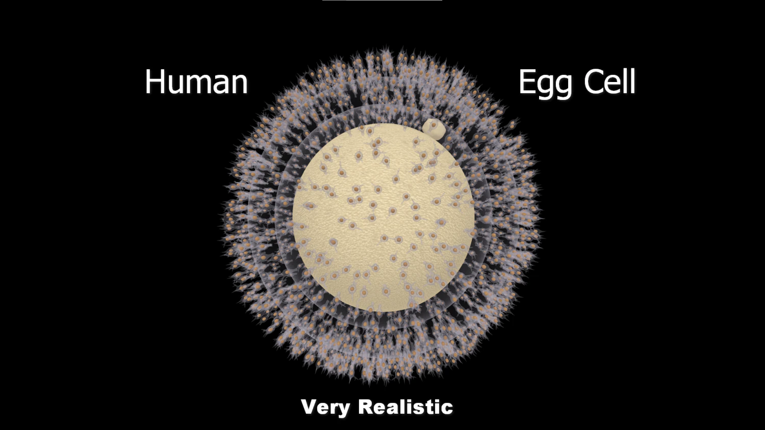 Cellula uovo umana Modello 3D .c4d .max .obj .3ds .fbx .stl .blend 