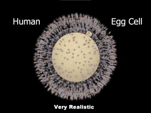 Human Egg Cell 3D Model