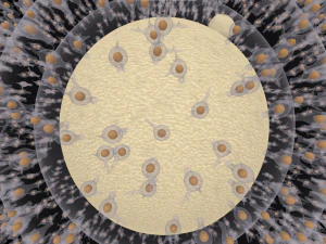 Cellula uovo umana Modello 3D