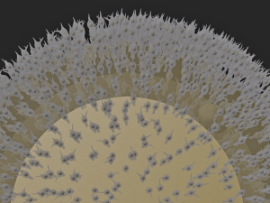 Human Egg Cell 3D Model