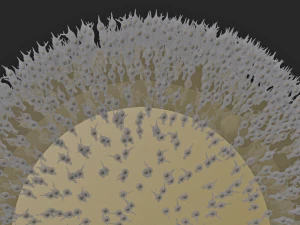 Cellula uovo umana Modello 3D