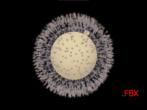 Human Egg Cell 3D Model