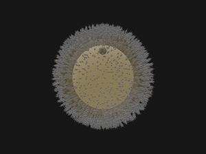 Human Egg Cell 3D Model