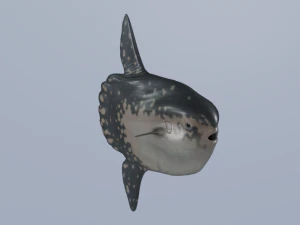 翻车鱼 3D 模型