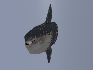 Sunfish 3D Model