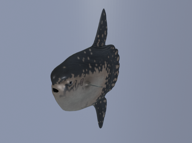 Sunfish Бесплатно 3D Модель in Рыба 3DExport