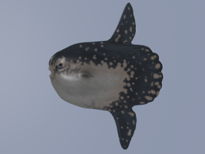 Sunfish 3D Model