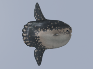 Sunfish 3D Model