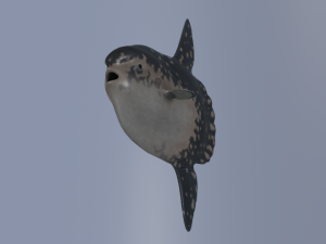 Sunfish 3D Model