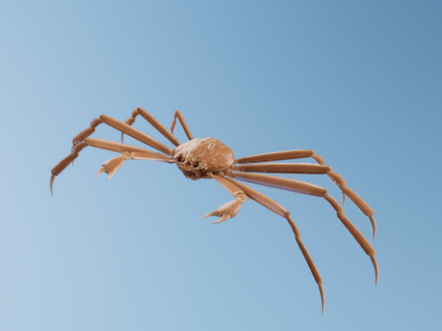 Crab 3D 모델 .c4d .max .obj .3ds .fbx .stl .blend 