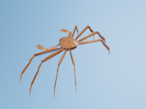 Crab 3D 모델