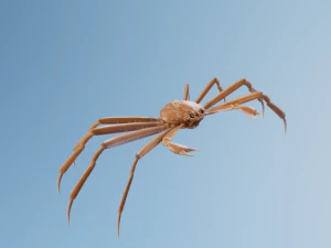 Crab 3D Model