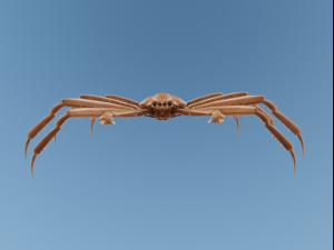 Crab 3D 모델