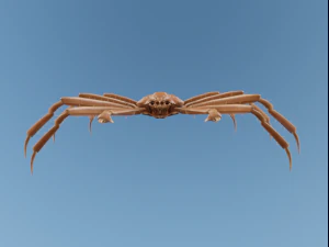 Crab 3D Model