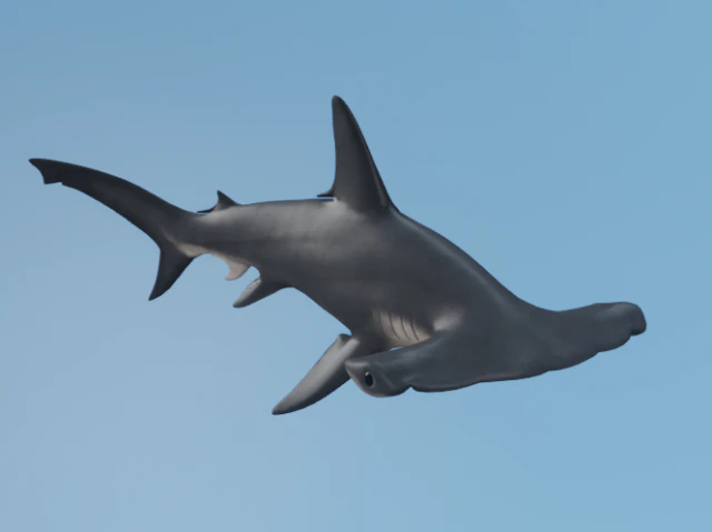 Cabe&ccedil;a de martelo Modelo 3D .c4d .max .obj .3ds .fbx .stl .blend 