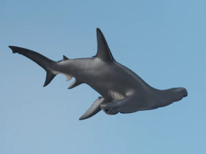 Cabe&ccedil;a de martelo Modelo 3D