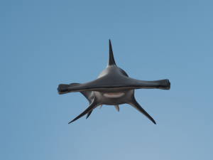 Hammerhead Model 3D