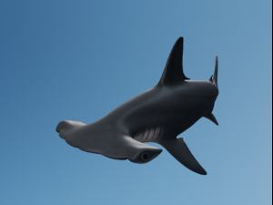 Hammerhead Model 3D