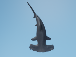 Hammerhead Model 3D