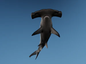 Cabe&ccedil;a de martelo Modelo 3D