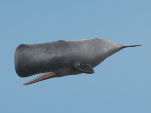 SpermWhale 3D Model