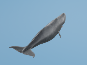 SpermWhale 3D Model